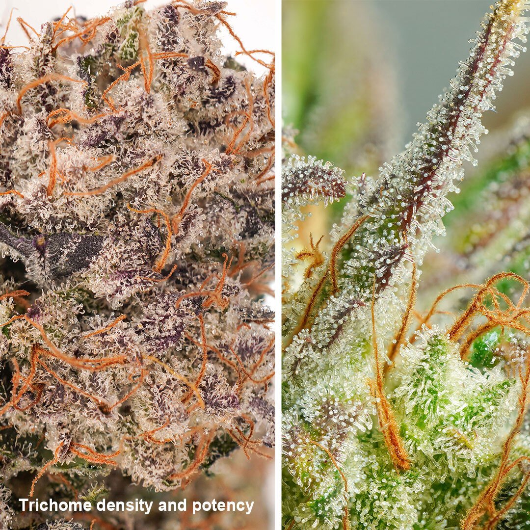 Trichomes-potency dutch passion cannabis seeds